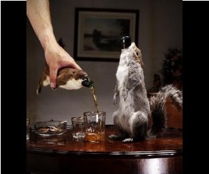 BrewDog�s �The End Of The World� beer is an 55% alcohol brew that comes in a taxiderm...