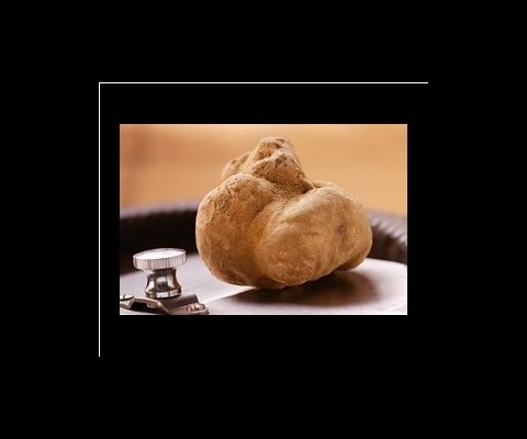 Grissini Restaurant unveiled their impressive specimen on Friday which is about the size of two baseballs.  While the luxury restaurant is not yet disclosing what they paid for the truffle, they did reveal that they plan on charging customers around $19 per gram which, if we have our math in order, about $11,600 total