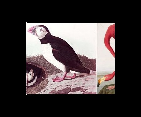 A special edition of John James' 'Audobon Birds of America' is up for auction. The last time this book was for sale 10 years ago, it fetched $8.8 Million.