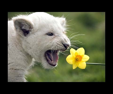 These adorable balls of fluff run about $140,000 as cubs. They aren’t your everyday lion, and they aren’t albino, either. Their condition is known as leucism, and their color ranges from pure snow white to blonde to even red, but their eyes retain the prized golden-green of other cats.